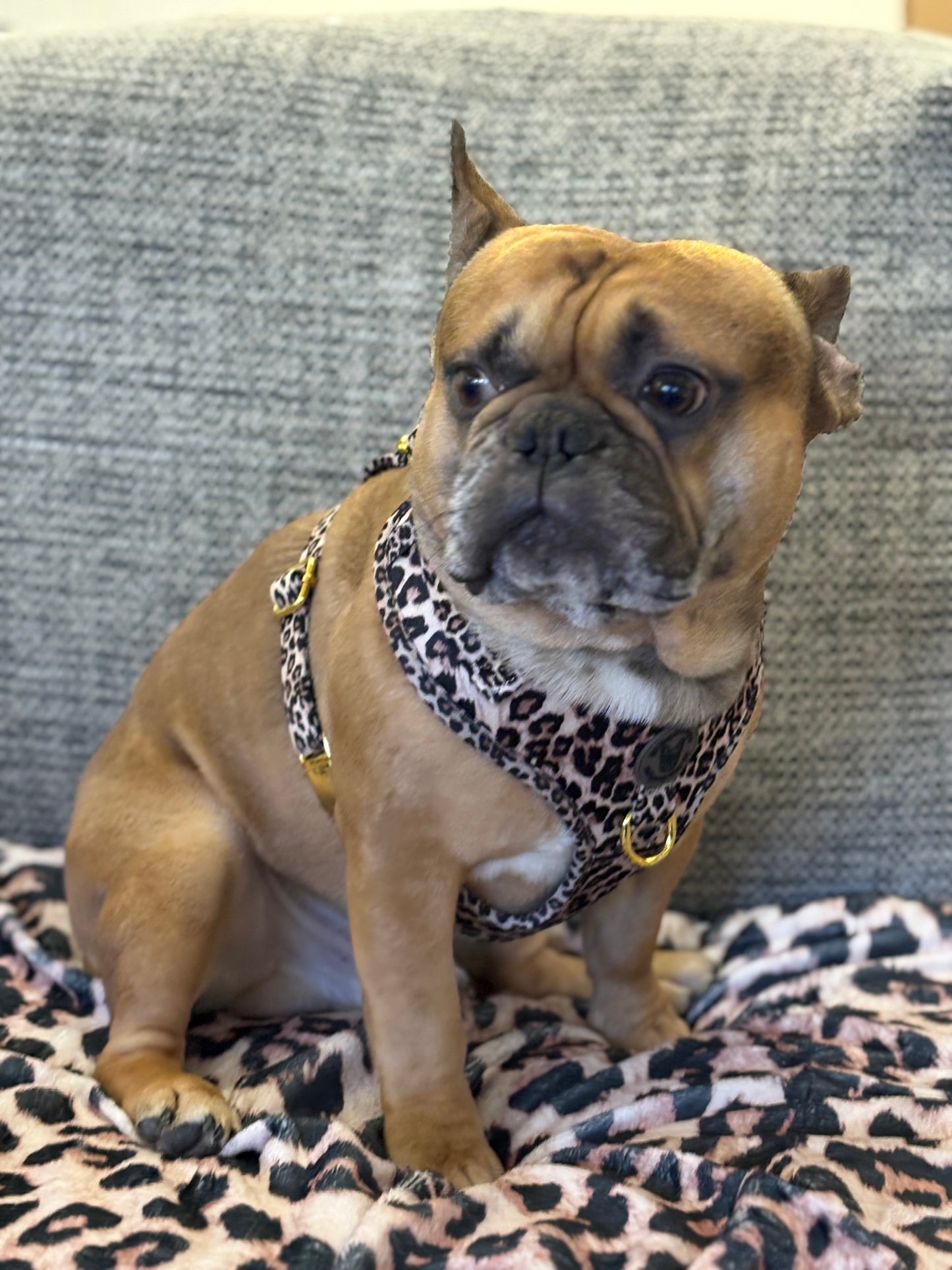 Animal print velvet harness