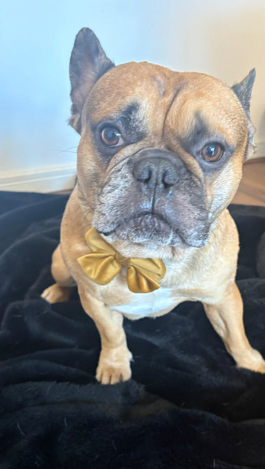 BB signature collection gold velvet collar with bow