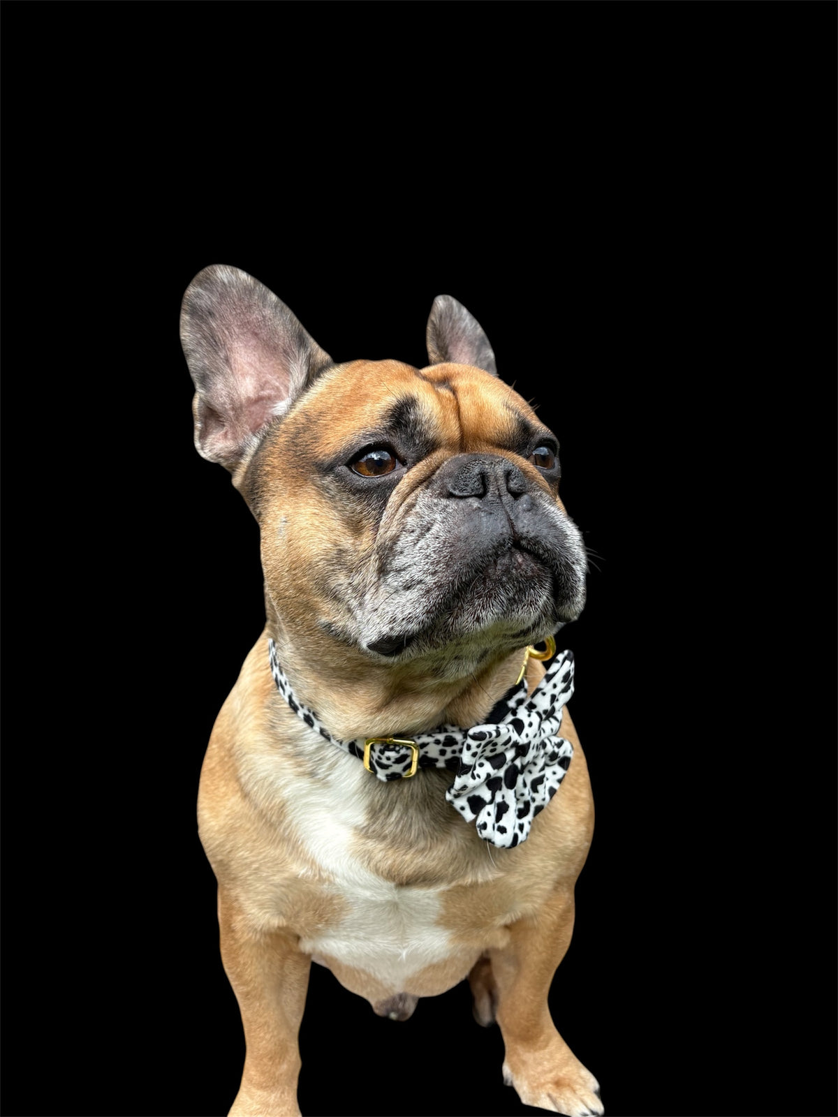 Cow print  collar with bow