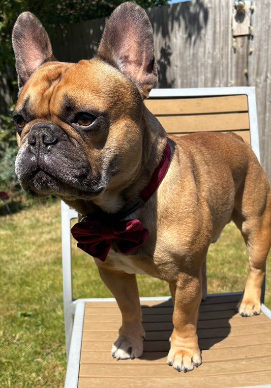 Dark red velvet collar with bow