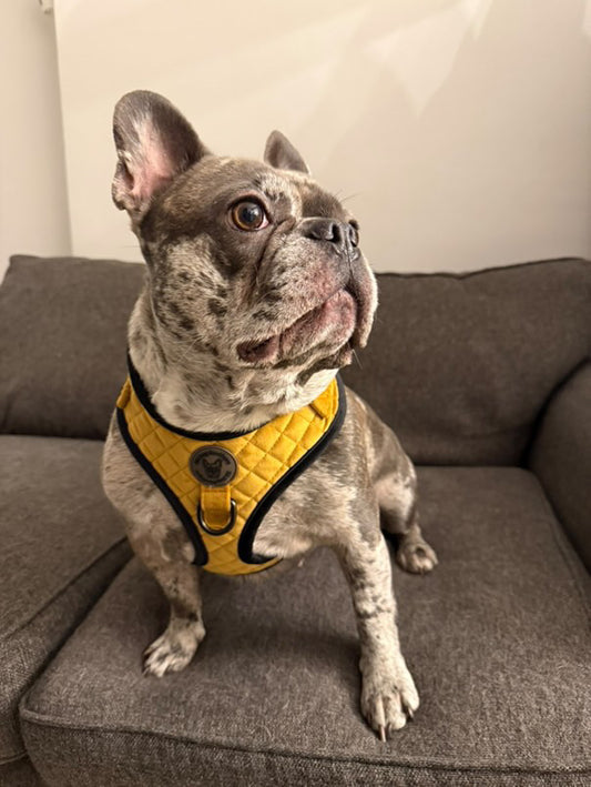 BB signature collection gold with black trim quilted velvet harness