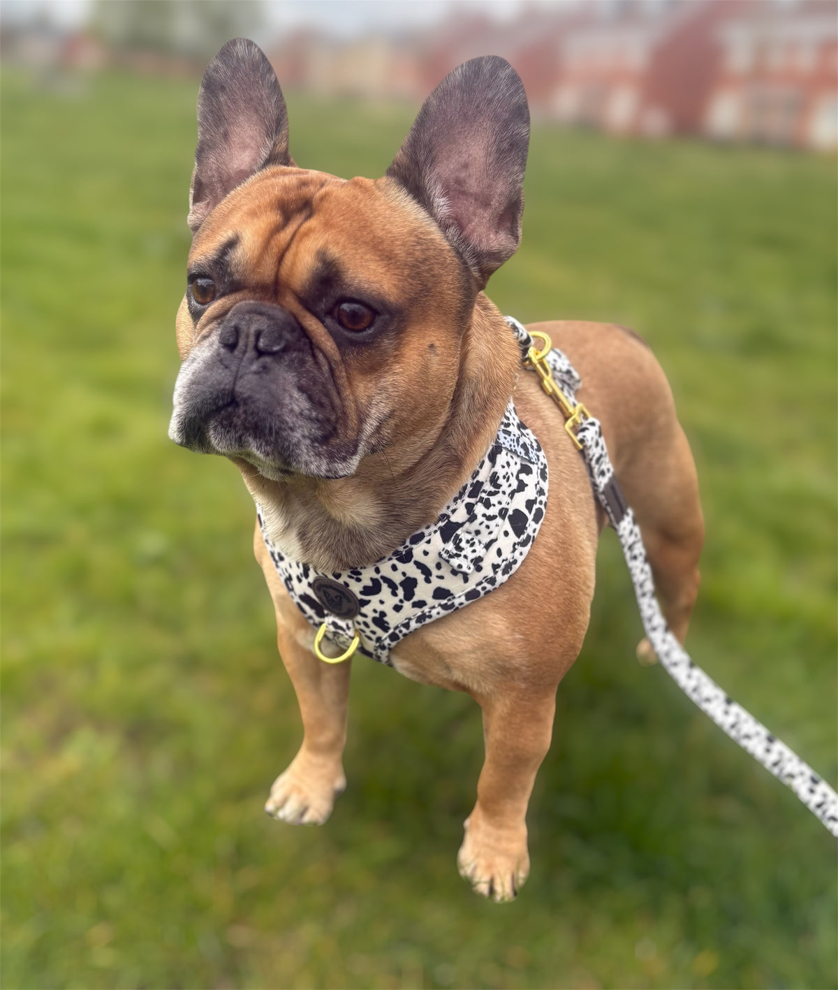Cow print velvet harness