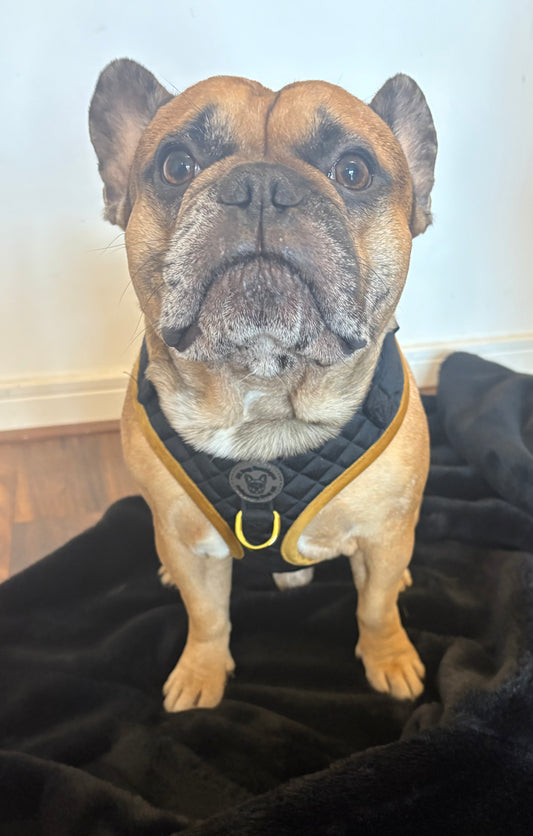 BB signature collection black with gold trim quilted velvet harness