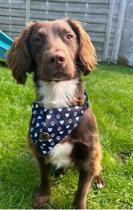 Black and white collar with bandana