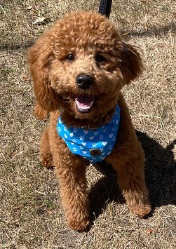 Blue collar with bandana