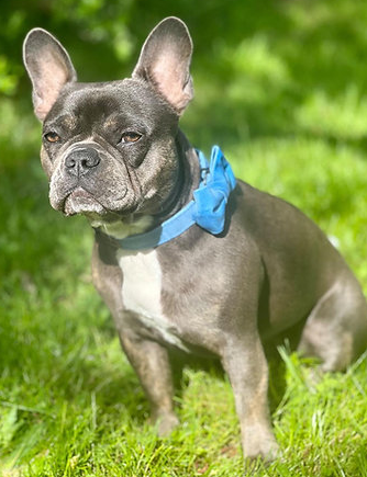 Light Blue velvet collar with bow