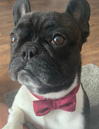 Burgundy red velvet collar with bow