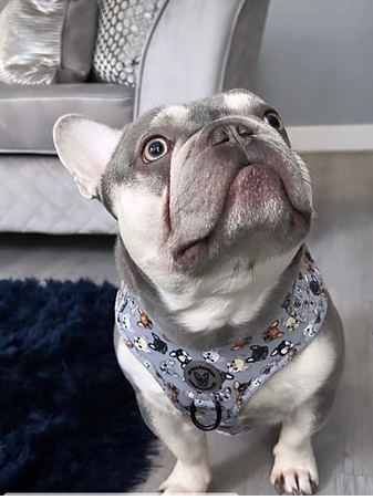 Frenchie harness