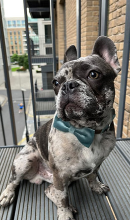 Mint green velvet collar with bow