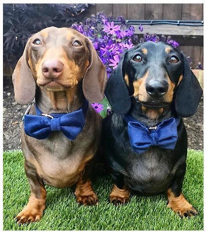 Navy blue velvet collar with bow