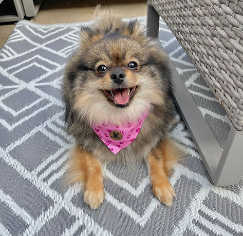 Pink collar with bandana