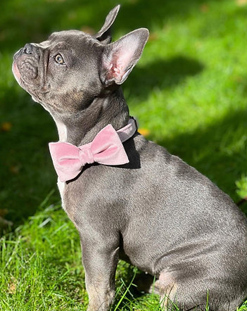 Pink velvet collar with bow