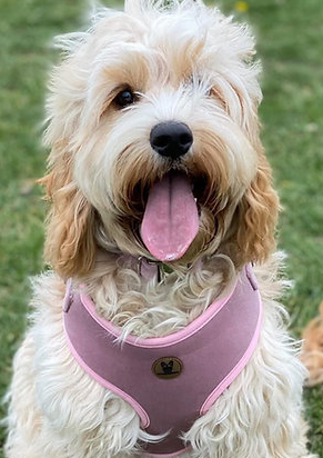Pink velvet harness