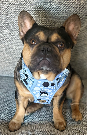 Spotty step in fully adjustable harness