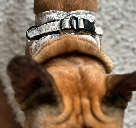Paw print step in harness
